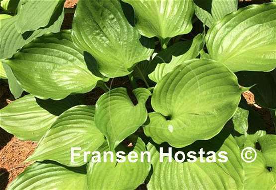 Hosta Emerald Chalice